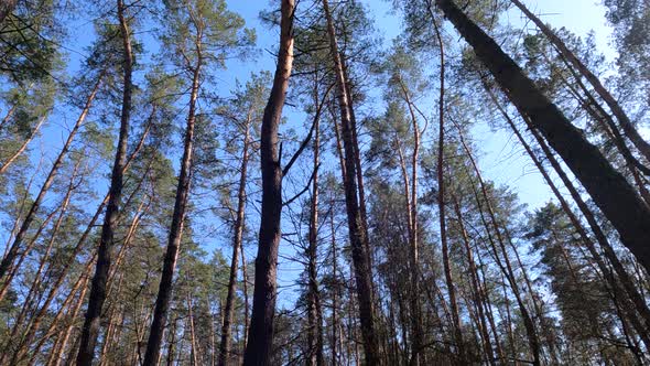 Walking Through the Forest with Pine Trees During the Day POV Slow Motion alt