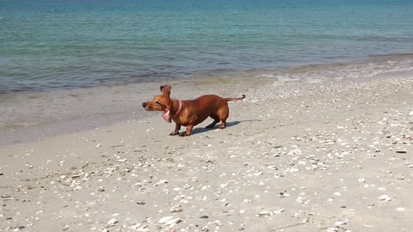 Dachshund Dog on the Beach After Swimming