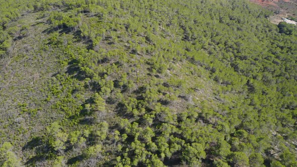 Lush Mountain Forest in Ibiza alt
