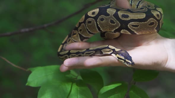 An Adult Royal Python in Human Hands alt
