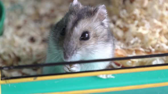 Funny Hamster Peeking Out of Cage with Sawdust Looking for and Eating Food Selective Focus