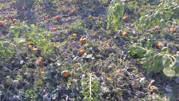 Traveling through a pumpkin patch. alt