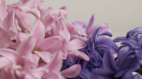Various colors of fragrant flowering Hyacinth  plant 4K 2160p 30fps UltraHD tilting footage -   Hyac