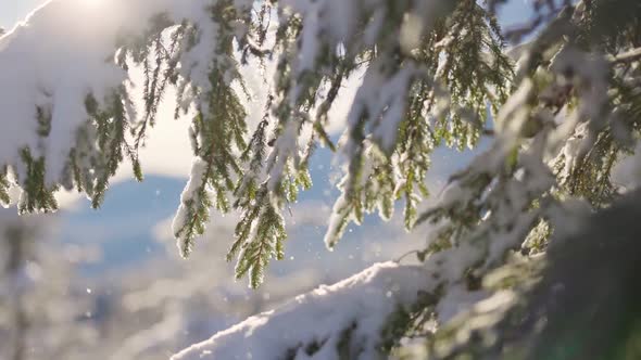 Snow Particles Falling Down From the Spruce Branches alt