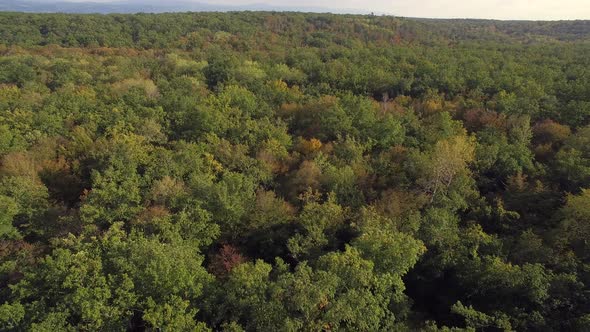 Aerial Flying Over Forest, Auvergne, France