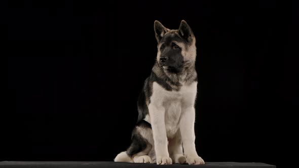 American Akita Sits in the Studio on a Black Background in Full Growth. The Dog Twists Its Head alt