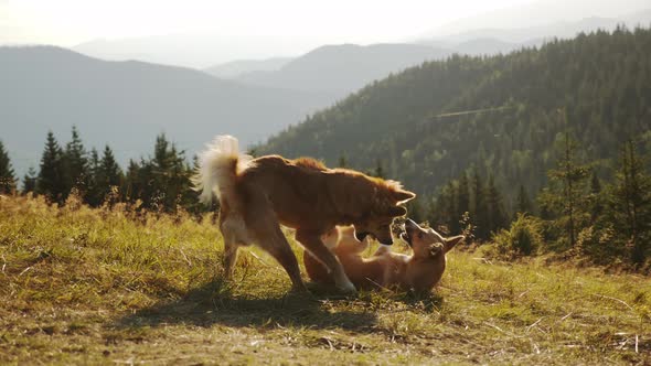 A Couple of Wild Stray Dogs Play with Each Other in a Fun Way on the Grass alt