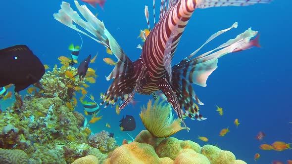 Red Sea Tropical Fishes and Corals alt