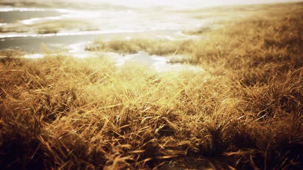 Dry Grass on the Mountain with Fog alt