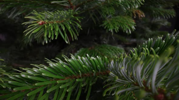 Christmas Tree 29 alt