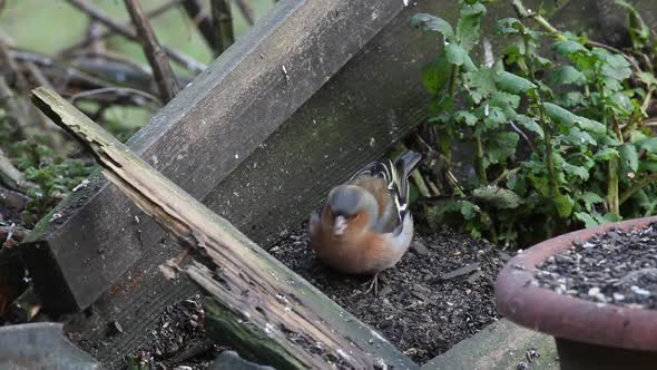 Chaffinch, Fringilla coelebs, Single adult male feeding on ground. British Isles. alt