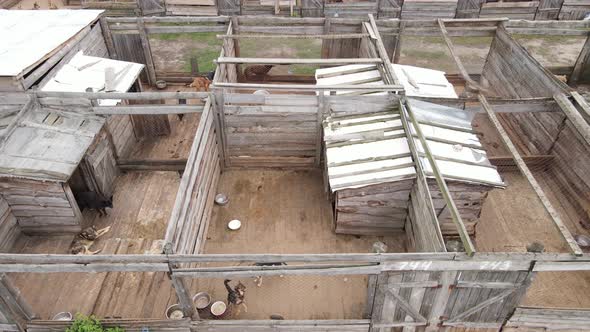 Dogs at the Shelter. Aerial View Slow Motion alt