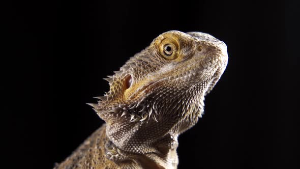 a Very Beautiful Lizard Sits on a Stone alt