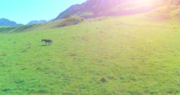 Flight Over Wild Horses Herd on Meadow. Spring Mountains Wild Nature. Freedom Ecology Concept alt