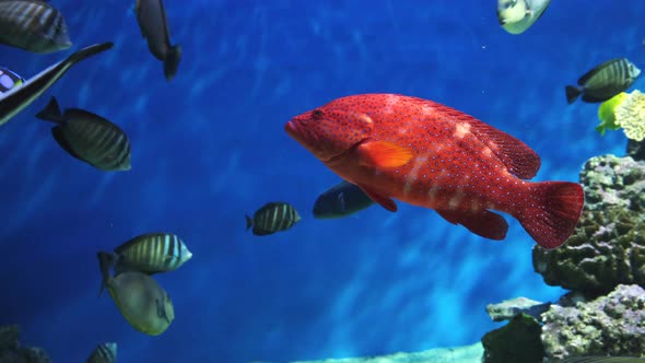 Garibaldi fish in underwater scene. Hypsypops rubicundus underwater