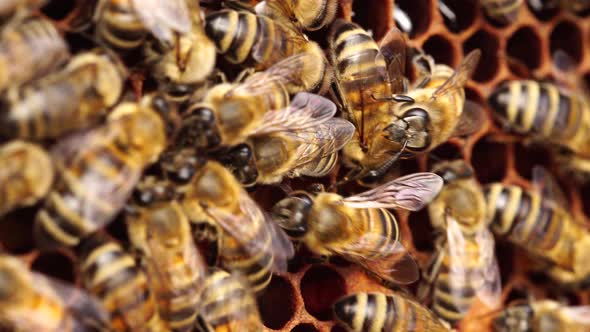 Bee colony in hive, bee yard. Organic beekeeping or apiculture alt