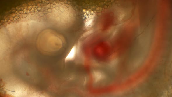 Heartbeat and Blood Flow Through the Vessels in a Chicken Embryo in an Egg alt