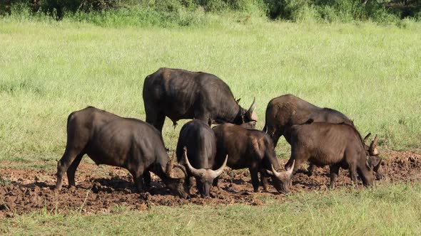 African Buffaloes In A Muddy Waterhole alt
