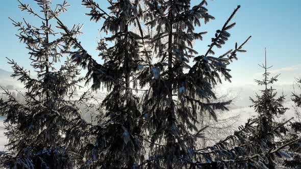 Evergreen Trees with Snow on Branches in Bright Sunlight