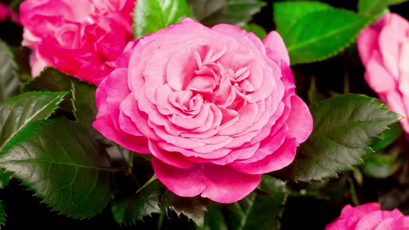 Time Lapse of Opening Pink Rose Flower alt