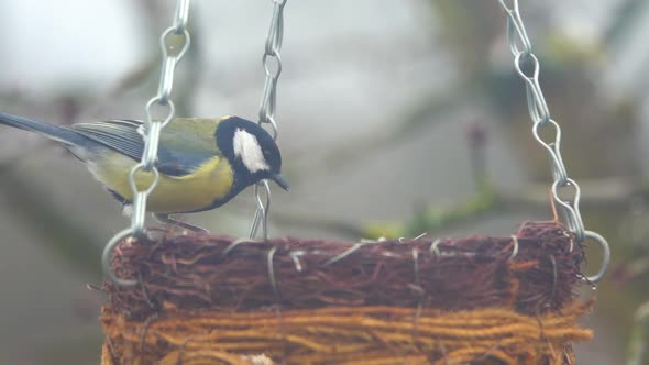Birds - Great tit (Parus major) eats bird food from a birdhouse. alt