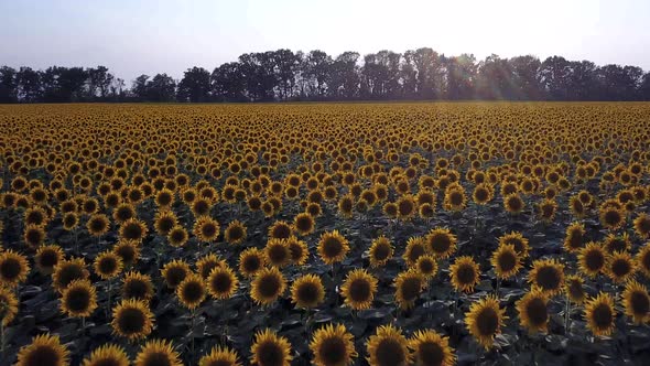  Large Yellow Field with Sunflowers