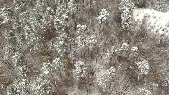Slow ascending over forest after snowing 4K drone footage alt
