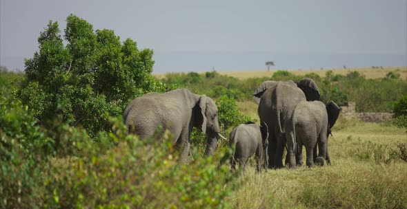 Elephants walking in the savannah alt
