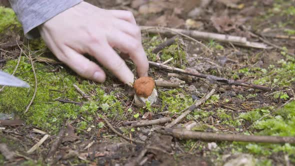 Girl Picks Mushrooms in the Autumn Forest