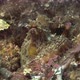 Reef Octopus close up on reef in the Mediterranean Sea