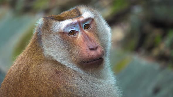 Portrait of A Monkey, Large Face. Monkey Sitting and Looking at The Camera alt