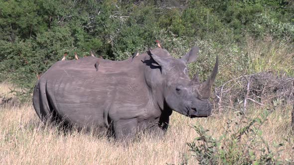 A White Rhino in the wild with it's back covered with Oxpecker birds, example of a symbiotic relatio alt