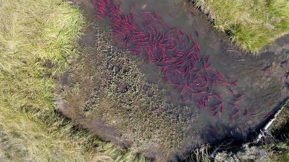 Aerial view of salmon spawning up small river alt