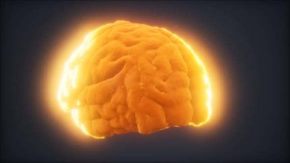 Loop Rotating Human Brain Animation alt