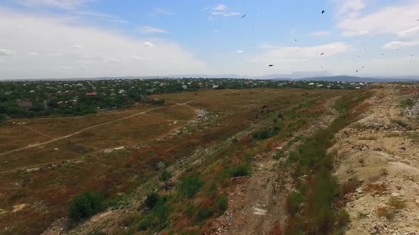 A Flock of Birds Flies Near the Dump