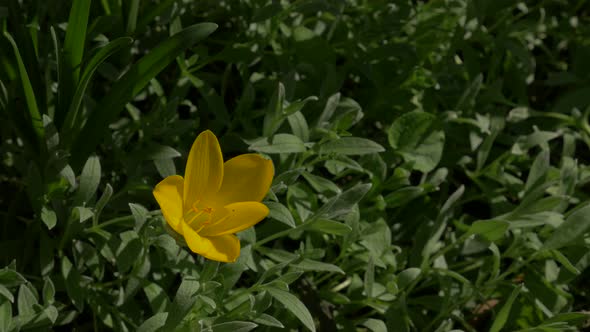 Yellow garden flower 4K 2160p UHD footage - Yellow garden flower by the day 4K 3840X2160 UHD video