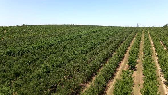 Flying Over Orchard