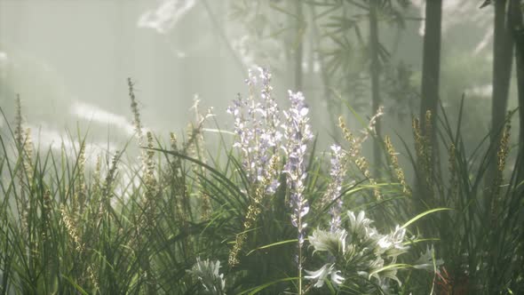 Grass Flower Field with Soft Sunlight for Background. alt