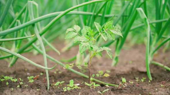 Young Tomato Seedling Closeup Against the Background of Growing Green Onions alt