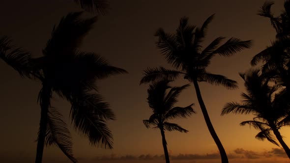Tropical Palm Trees At Sunset Backlight