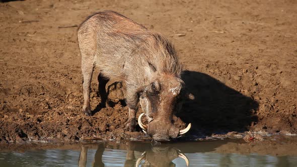 Warthog Drinking At A Waterhole alt