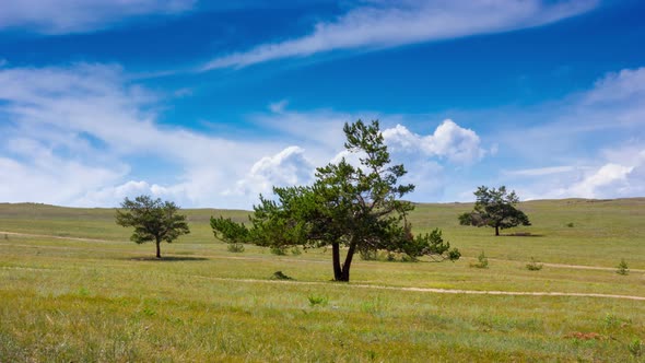 Idyllic landscape. Three trees in the field, blue sky and clouds alt