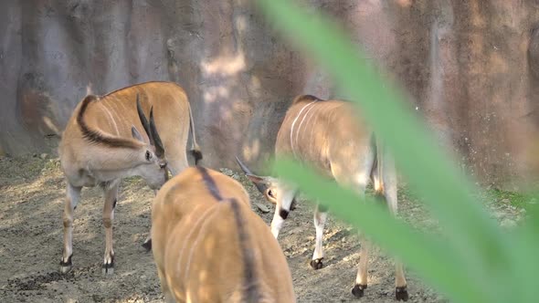 Common Eland Southern Eland at the Zoo. alt