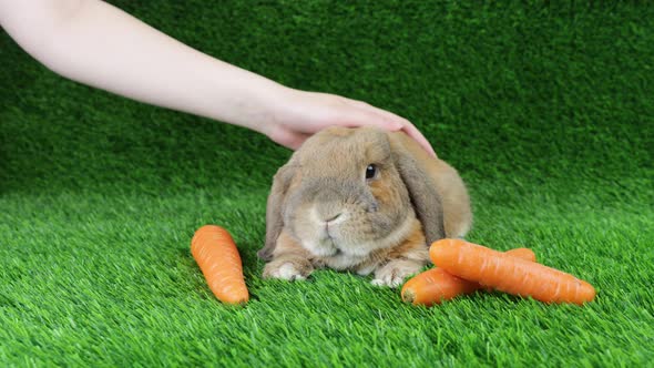 A man stroking a lop-eared rabbit of a breed a dwarf sheep