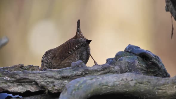 A Small Eurasian Wren Sits on the Tree Branch the Only Member of the Wren Family alt