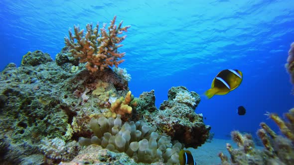 Underwater Tropical Seascape Clownfish alt