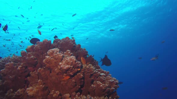 Underwater Sea World Life alt