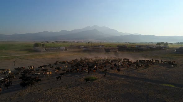 Herd Of Cows On Pasture alt