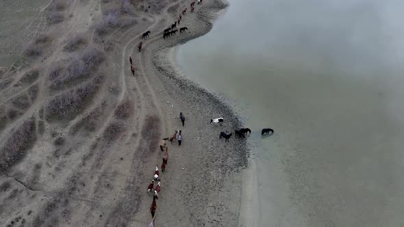 Aerial view herd of grazing horses go near lake Bugaz, drink water. Rural scene Crimea, Russia alt