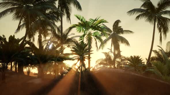 Sunset Beams Through Palm Trees alt
